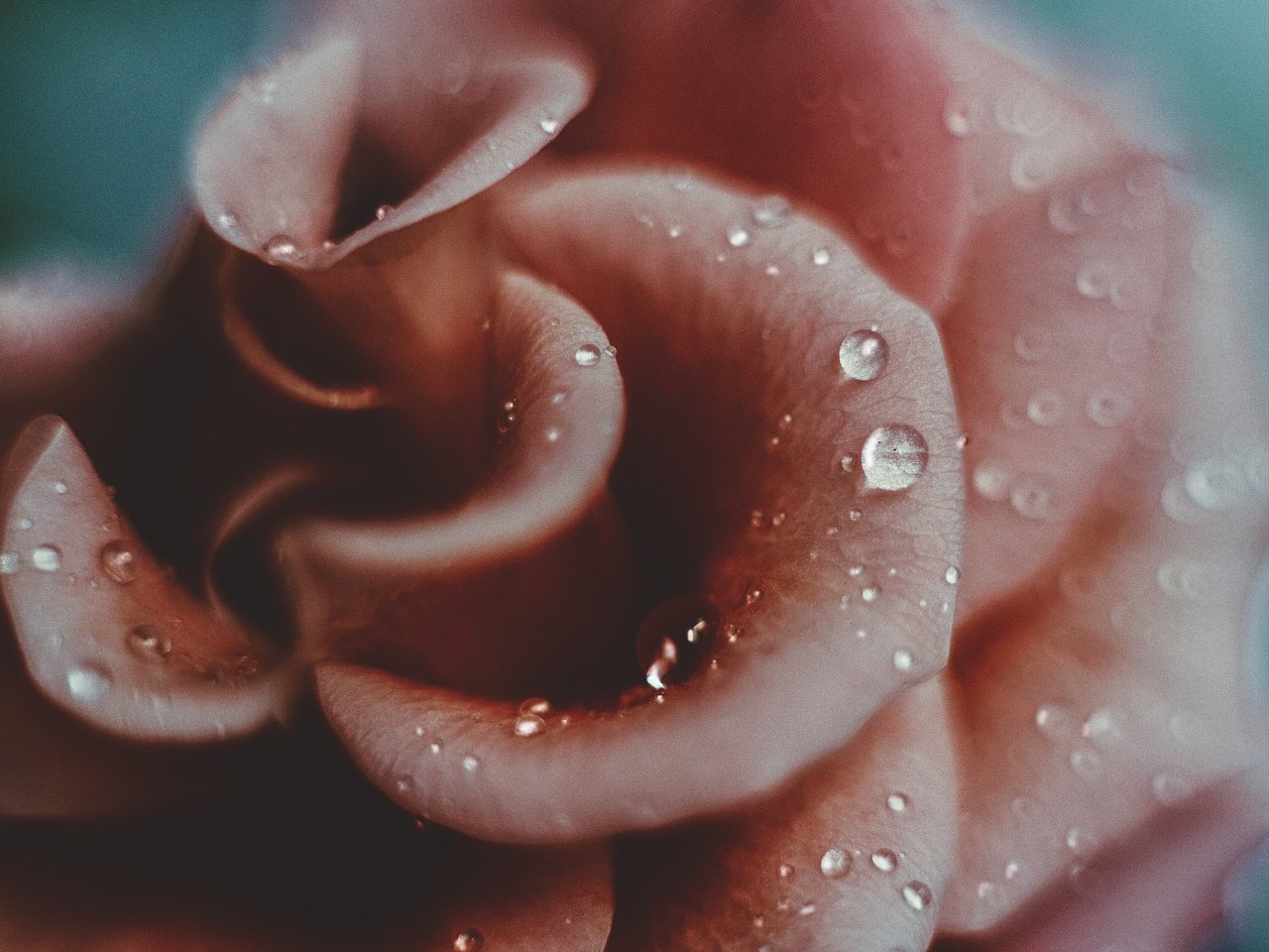 Обои макро, цветок, капли, роза, лепестки, крупным планом, macro, flower, drops, rose, petals, closeup разрешение 5184x3456 Загрузить