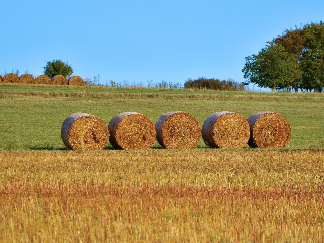 Обои поле, сено, тюки, рулоны, сельское хозяйство, field, hay, bales, rolls разрешение 4998x2761 Загрузить