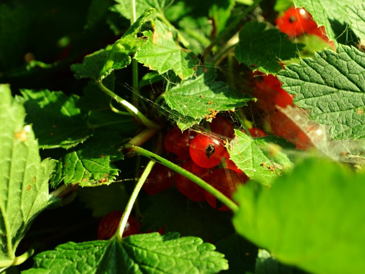 Обои листья, ягоды, красная смородина, смородина, leaves, berries, red currant, currants разрешение 2880x1800 Загрузить