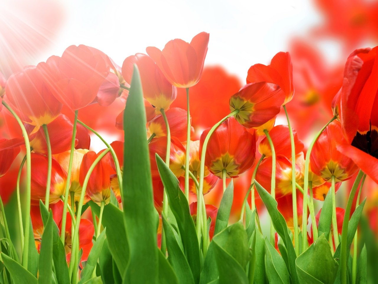Обои цветы, бутоны, лепестки, весна, тюльпаны, солнечные лучи, flowers, buds, petals, spring, tulips, the sun's rays разрешение 2560x1600 Загрузить