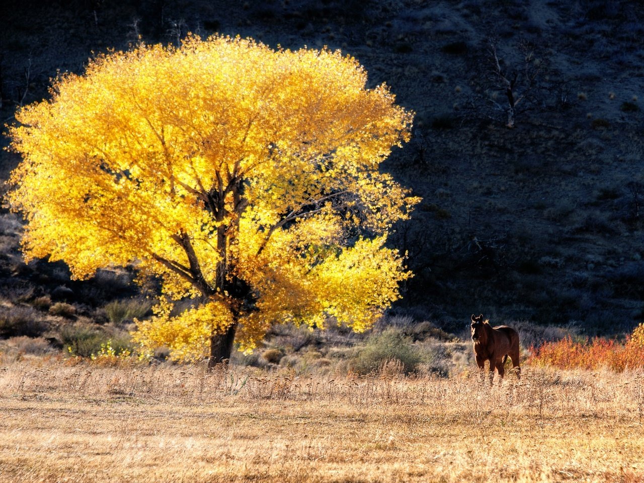 Обои лошадь, дерево, поле, осень, конь, сухая трава, лошадь возле дерева, horse, tree, field, autumn, dry grass, the horse near the tree разрешение 2560x1600 Загрузить