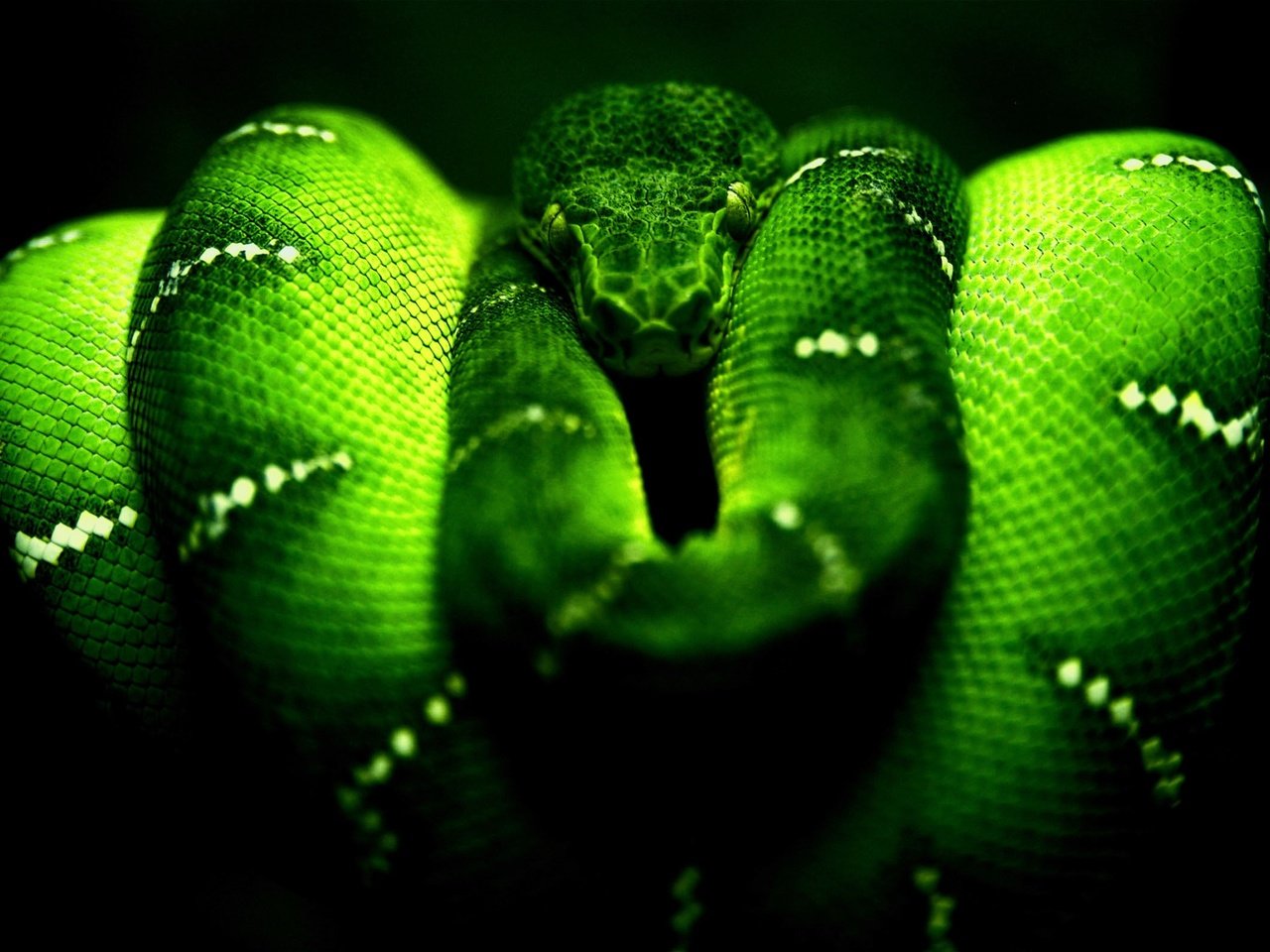 Обои змея, зеленая, питон, рептилия, пресмыкающиеся, пресмыкающееся, древесный питон, snake, green, python, reptile, reptiles разрешение 2560x1600 Загрузить