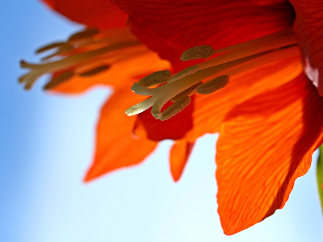 Обои цветок, лепестки, тычинки, крупным планом, амариллис, flower, petals, stamens, closeup, amaryllis разрешение 3840x2560 Загрузить