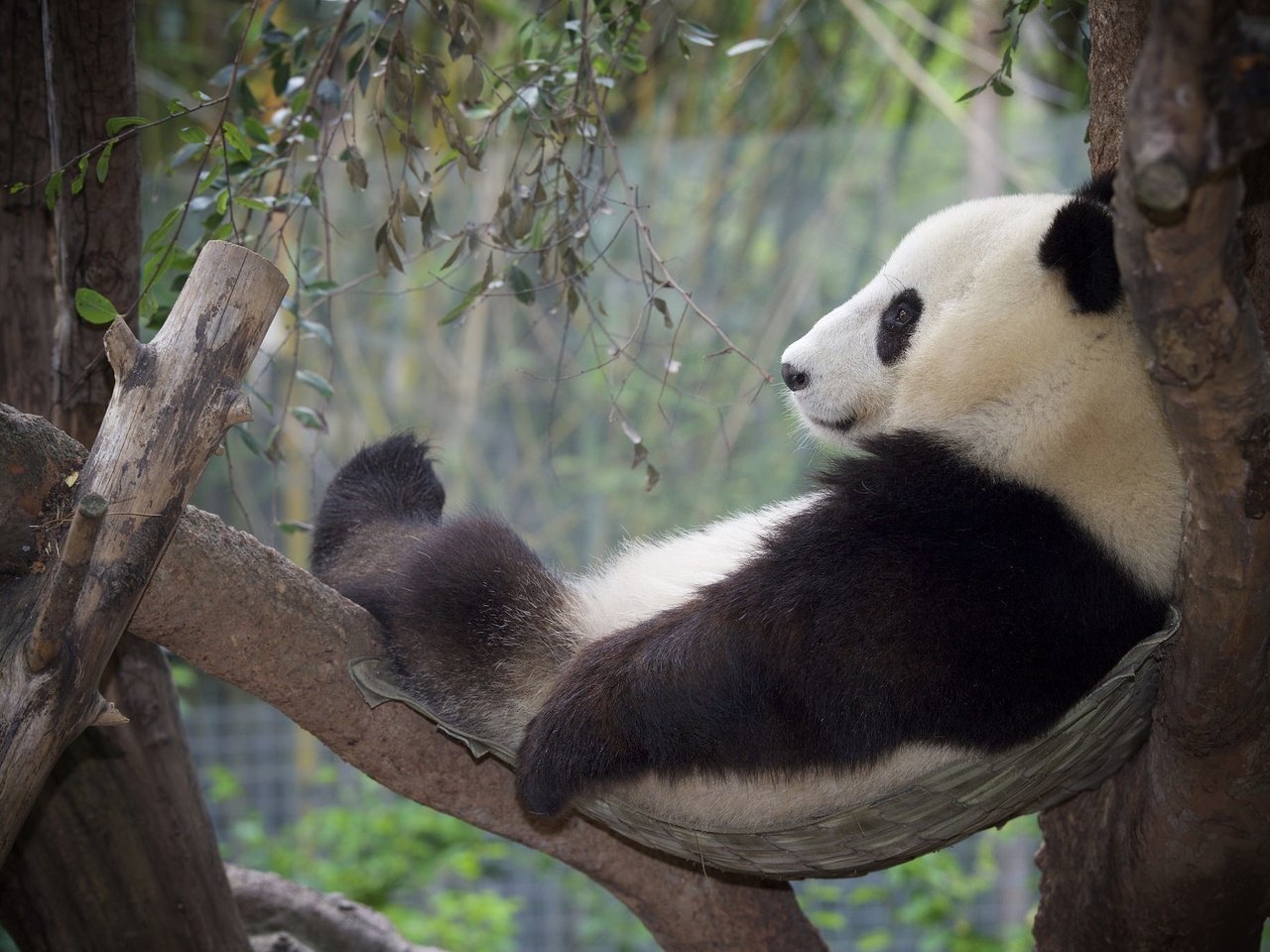 Обои дерево, панда, отдых, бамбуковый медведь, большая панда, tree, panda, stay, bamboo bear, the giant panda разрешение 2048x1365 Загрузить