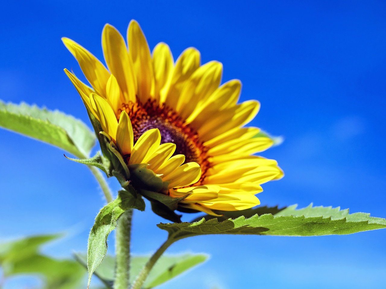 Обои небо, листья, лепестки, подсолнух, желтый цветок, the sky, leaves, petals, sunflower, yellow flower разрешение 4896x3208 Загрузить