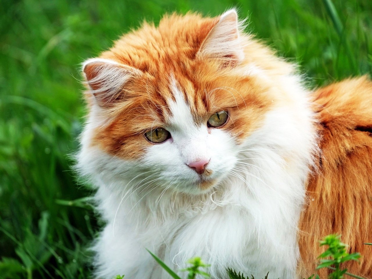 Обои трава, кот, мордочка, усы, кошка, взгляд, рыже-белая, grass, cat, muzzle, mustache, look, red-white разрешение 1920x1261 Загрузить