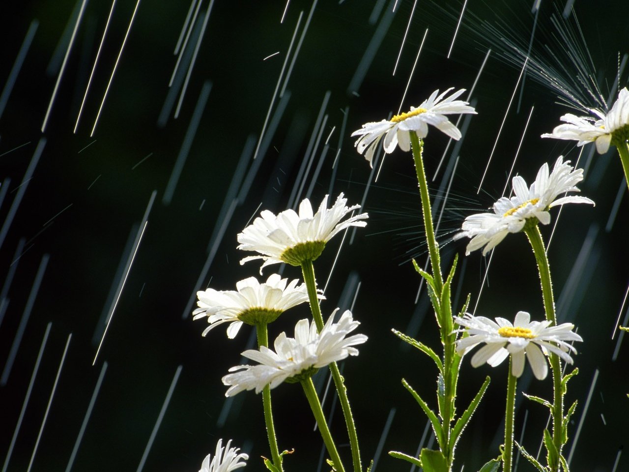 Обои цветы, лепестки, дождь, ромашки, белые, стебли, flowers, petals, rain, chamomile, white, stems разрешение 1920x1080 Загрузить