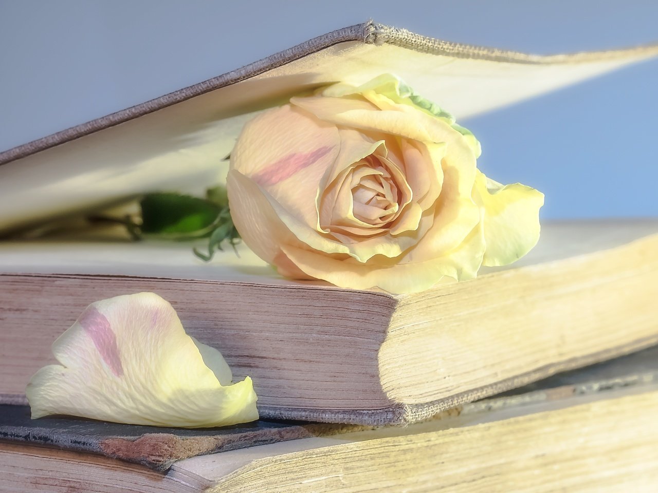 Обои цветок, роза, лепестки, книги, книга, страницы, flower, rose, petals, books, book, page разрешение 5812x3593 Загрузить