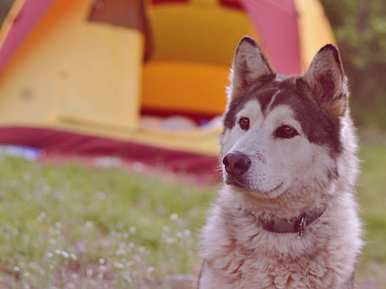 Обои мордочка, взгляд, собака, хаски, ошейник, muzzle, look, dog, husky, collar разрешение 1920x1200 Загрузить