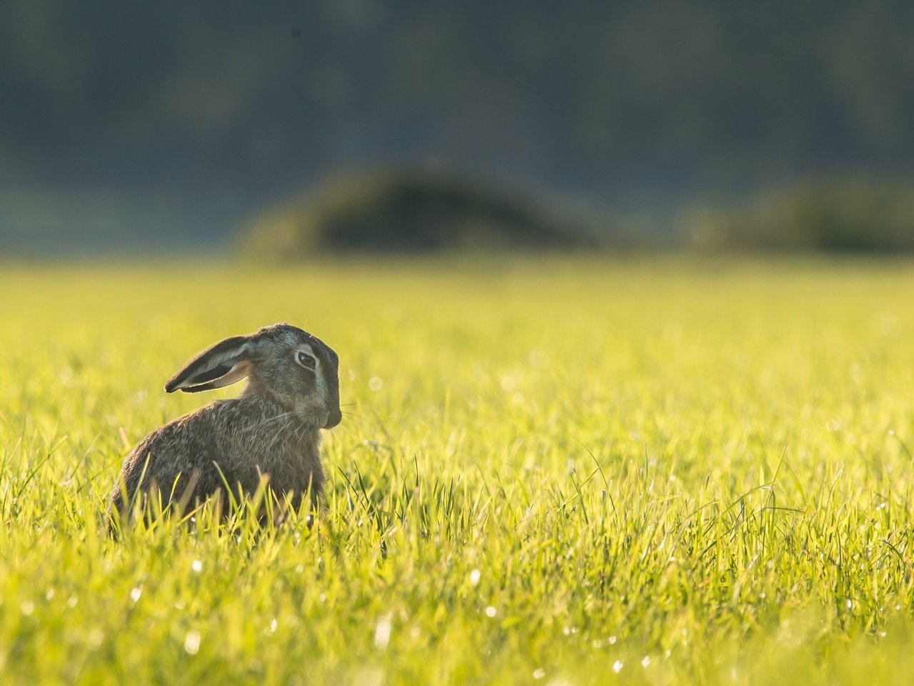 Обои трава, природа, поле, ушки, животное, зверек, заяц, грызун, grass, nature, field, ears, animal, hare, rodent разрешение 3447x2301 Загрузить