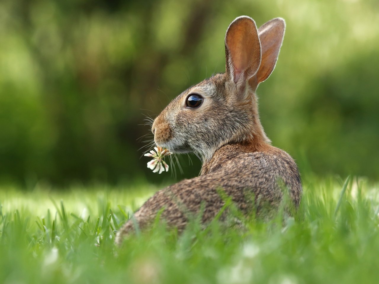 Обои трава, цветок, кролик, животное, уши, зверек, заяц, грызун, grass, flower, rabbit, animal, ears, hare, rodent разрешение 3000x2000 Загрузить