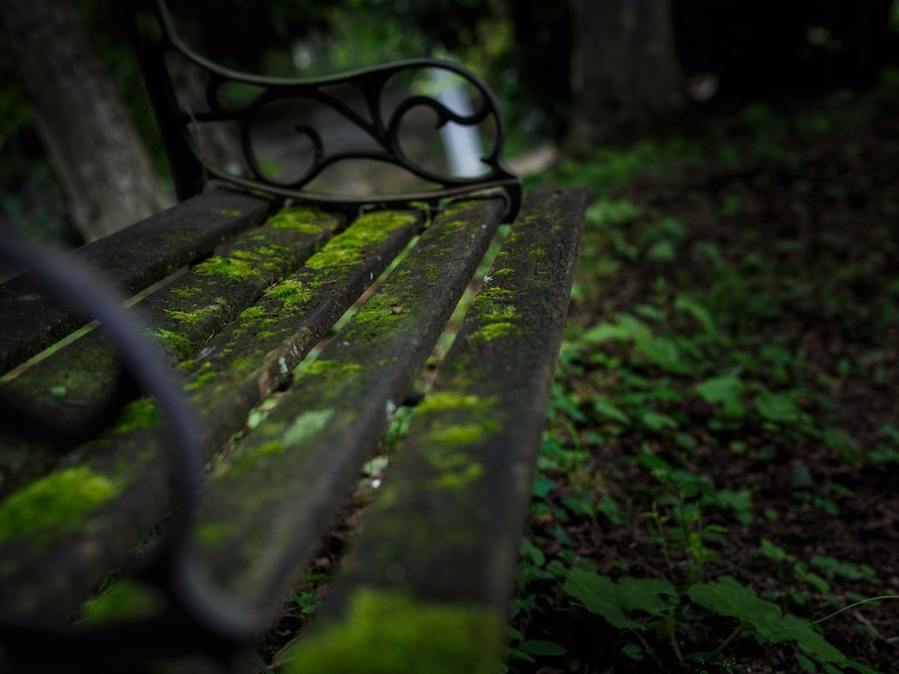 Обои природа, зелень, макро, мох, скамейка, nature, greens, macro, moss, bench разрешение 1920x1200 Загрузить