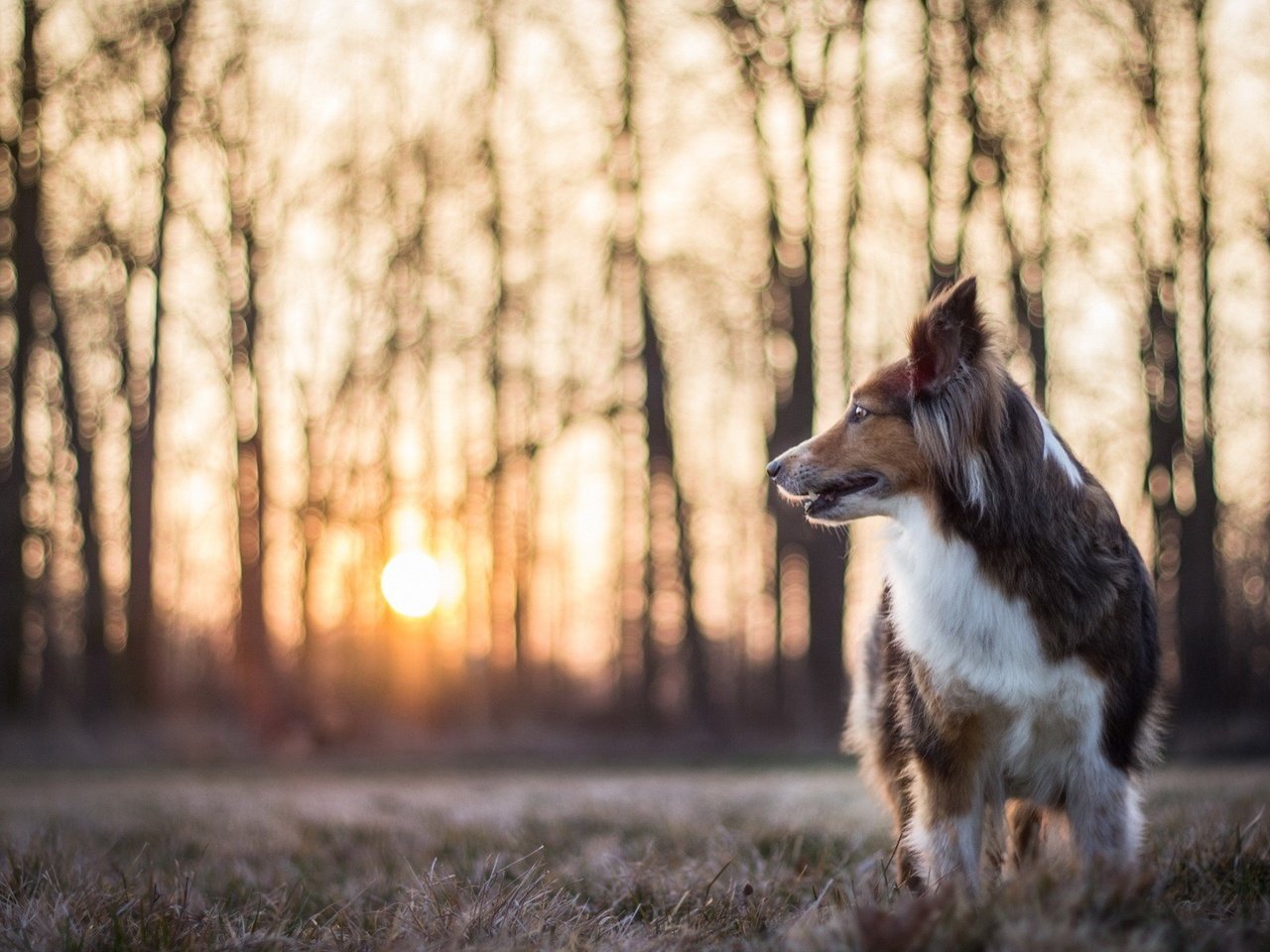 Обои природа, собака, профиль, колли, солнечный свет, nature, dog, profile, collie, sunlight разрешение 1920x1200 Загрузить