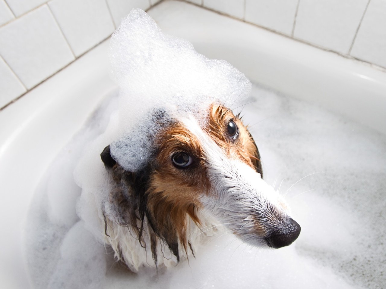 Обои мордочка, взгляд, собака, друг, пена, ванна, мокрая, колли, muzzle, look, dog, each, foam, bath, wet, collie разрешение 3842x2561 Загрузить