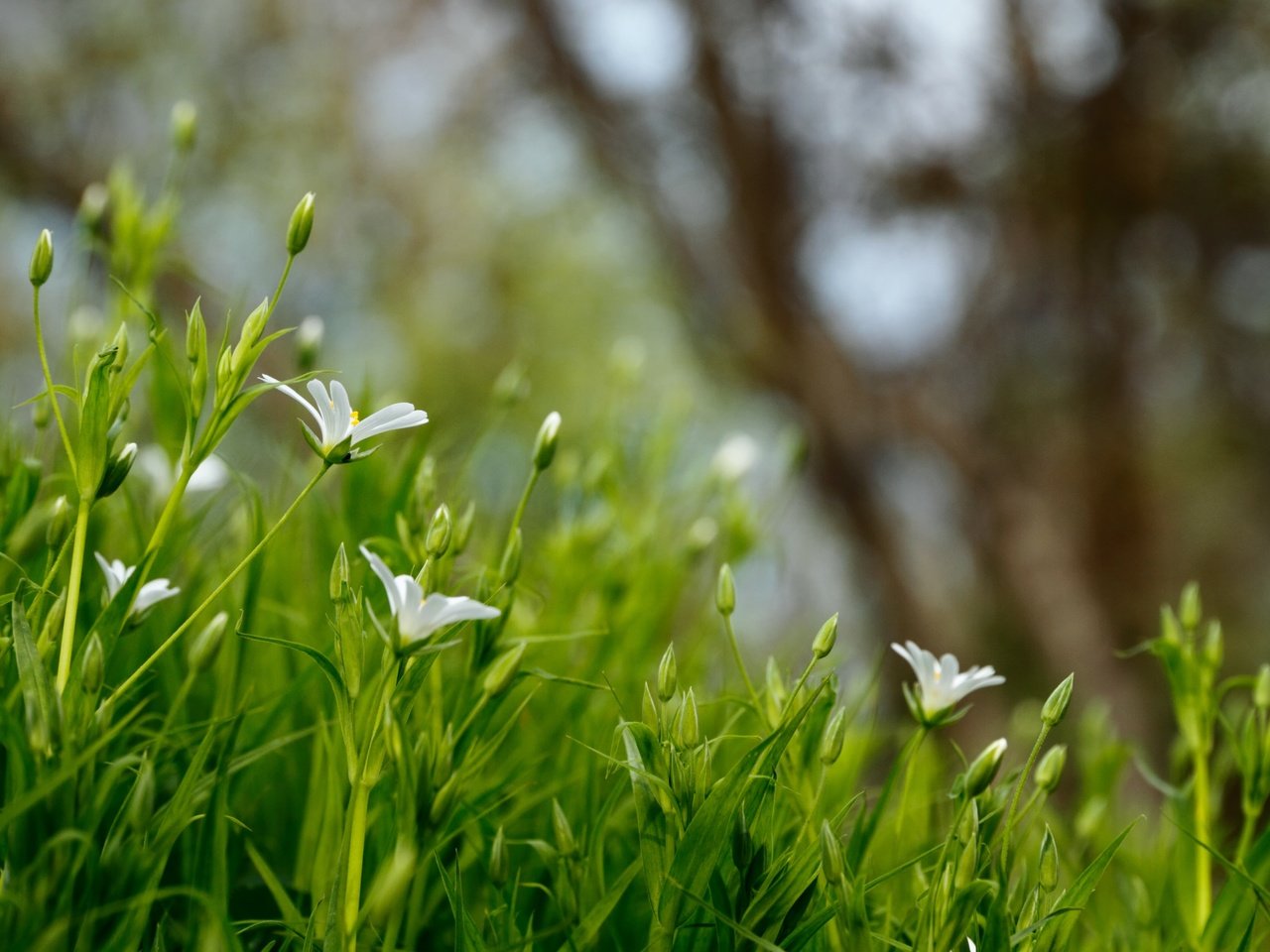 Обои цветы, трава, природа, размытость, белые, полевые цветы, flowers, grass, nature, blur, white, wildflowers разрешение 5103x3222 Загрузить