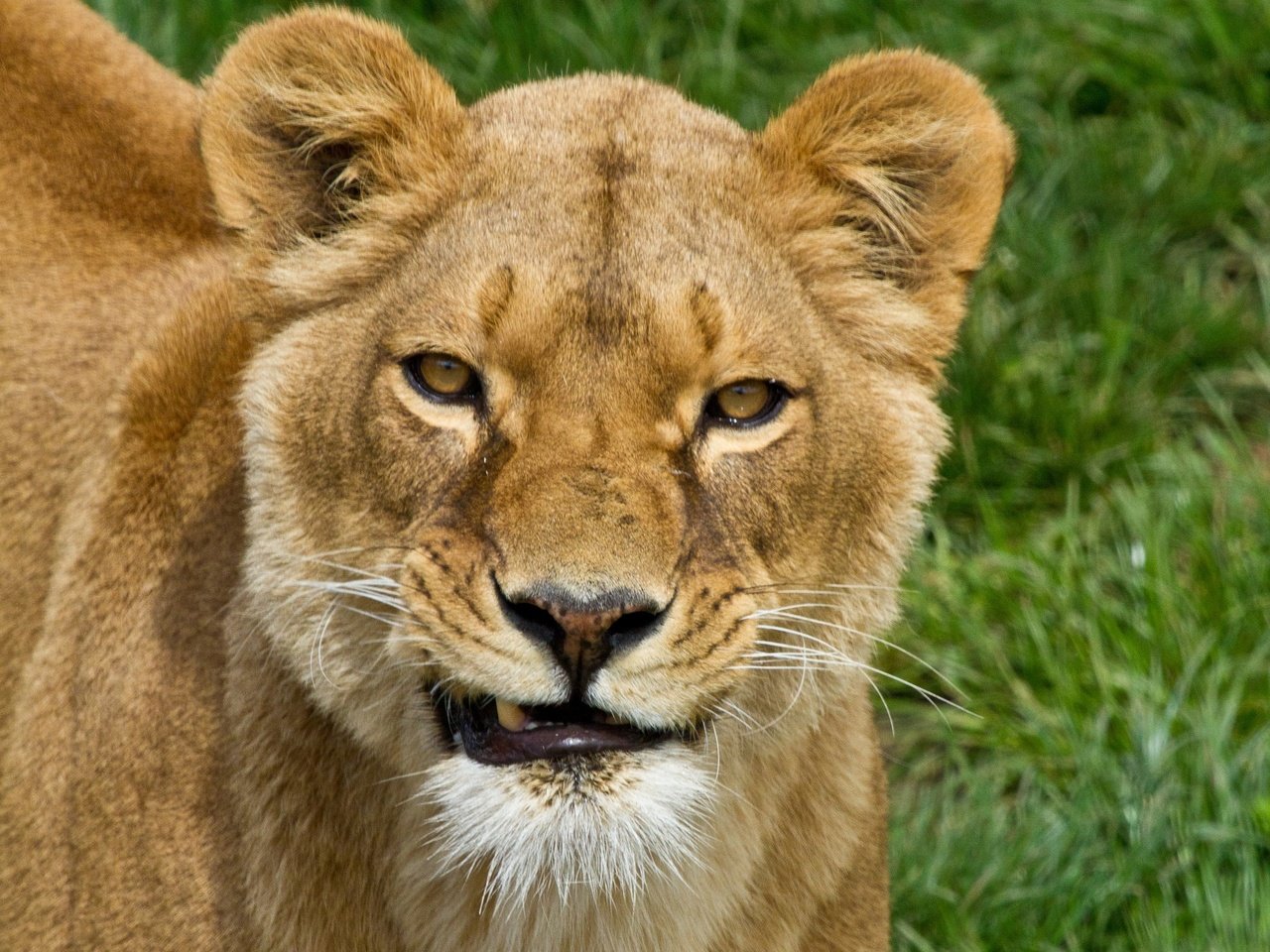 Обои морда, трава, хищник, большая кошка, лев, львица, face, grass, predator, big cat, leo, lioness разрешение 2048x1489 Загрузить