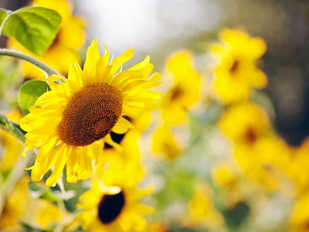 Обои цветы, природа, листья, размытость, подсолнухи, желтые, flowers, nature, leaves, blur, sunflowers, yellow разрешение 2000x1333 Загрузить