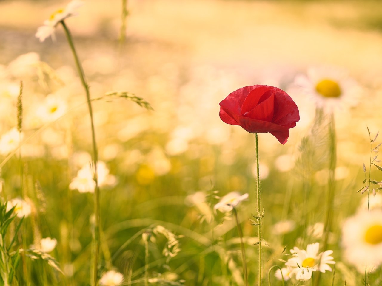 Обои цветок, лето, мак, ромашки, стебель, полевые цветы, flower, summer, mac, chamomile, stem, wildflowers разрешение 6000x4000 Загрузить