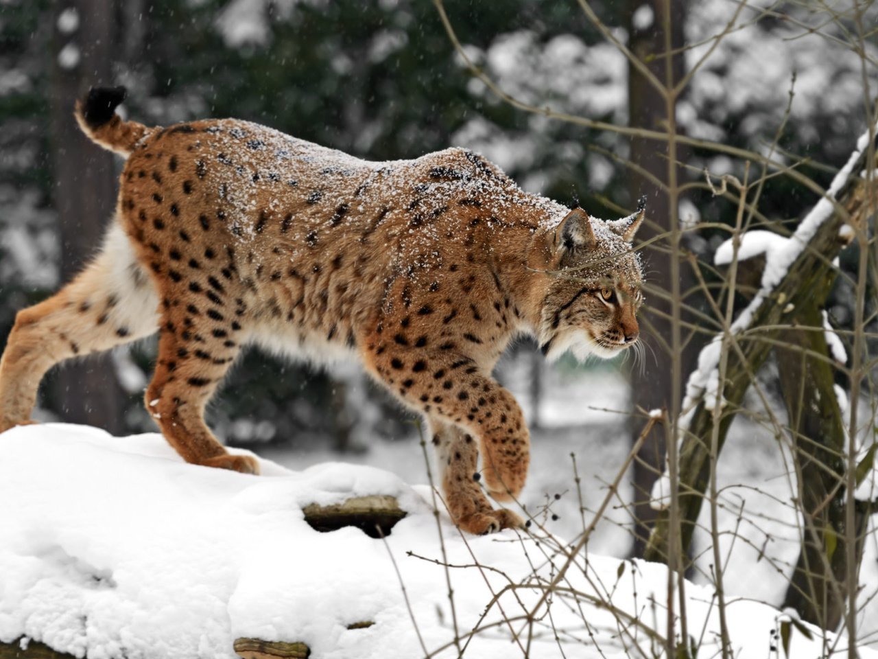 Обои снег, зима, рысь, хищник, дикая кошка, snow, winter, lynx, predator, wild cat разрешение 1920x1200 Загрузить
