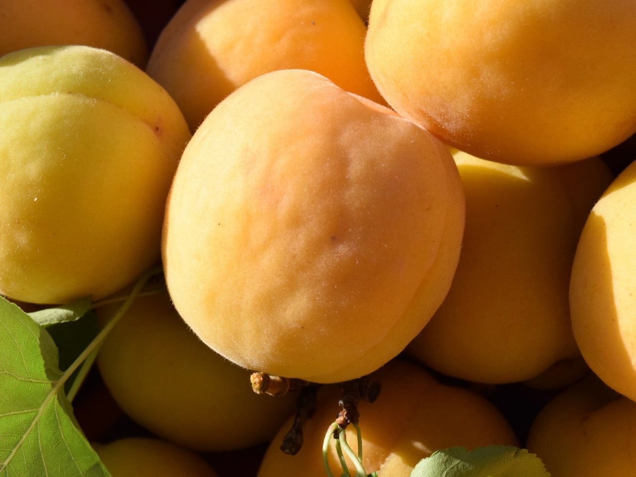 Обои фрукты, плоды, абрикосы, спелые, fruit, apricots, ripe разрешение 6000x4000 Загрузить