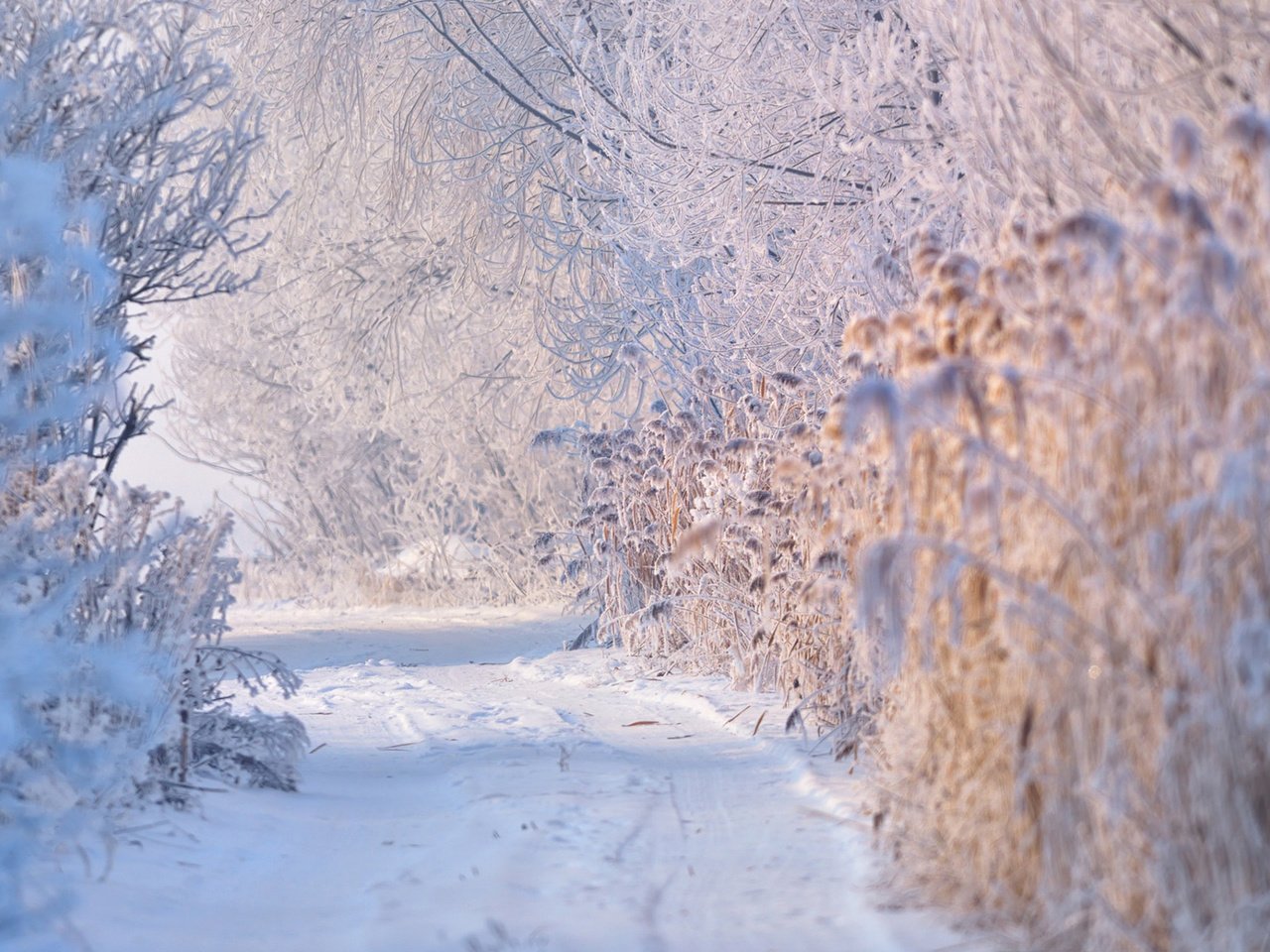 Обои дорога, деревья, снег, растения, зима, ветки, jordache, road, trees, snow, plants, winter, branches разрешение 1920x1200 Загрузить