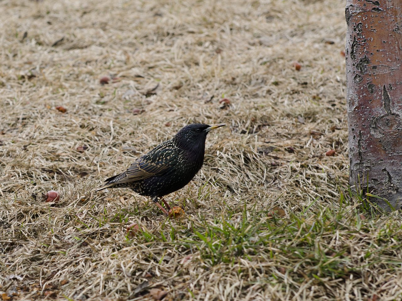 Обои трава, природа, птица, клюв, перья, скворец, сухая трава, grass, nature, bird, beak, feathers, starling, dry grass разрешение 2594x1980 Загрузить