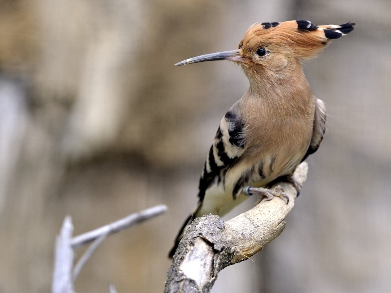 Обои ветка, размытость, птица, клюв, перья, удод, branch, blur, bird, beak, feathers, hoopoe разрешение 2048x1363 Загрузить