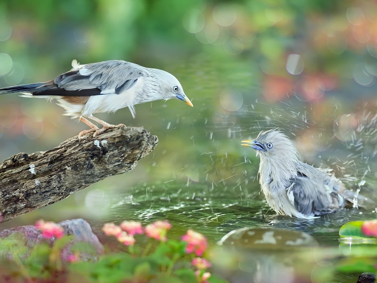 Обои вода, природа, брызги, птицы, коряга, тропики, sue hsu, water, nature, squirt, birds, snag, tropics разрешение 2048x1365 Загрузить