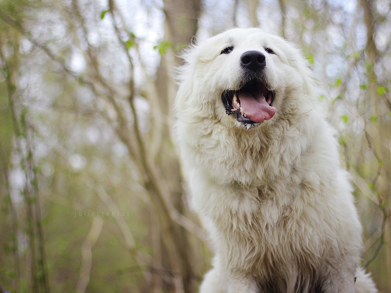 Обои морда, собака, язык, мареммо-абруццкая овчарка, face, dog, language, maremma-abruzzi shepherd разрешение 3840x2400 Загрузить