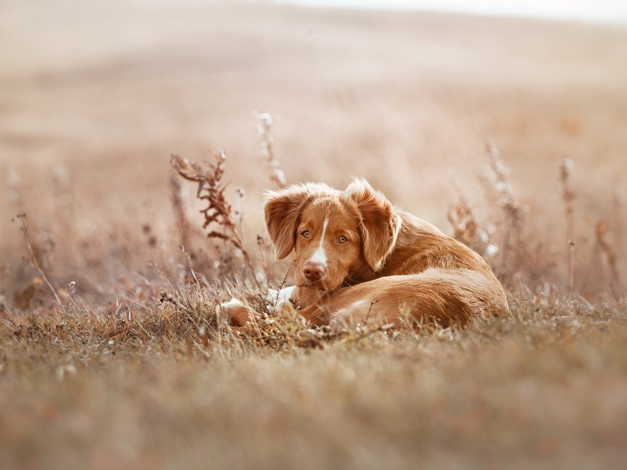 Обои собака, щенок, ретривер, новошотландский ретривер, сухая трава, averyanova anna, dog, puppy, retriever, nova scotia duck tolling retriever, dry grass, anna averyanova разрешение 1920x1200 Загрузить