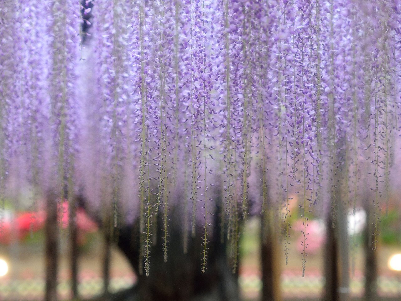 Обои цветы, цветение, растение, глициния, вистерия, n.kikuchi, flowers, flowering, plant, wisteria разрешение 1920x1200 Загрузить