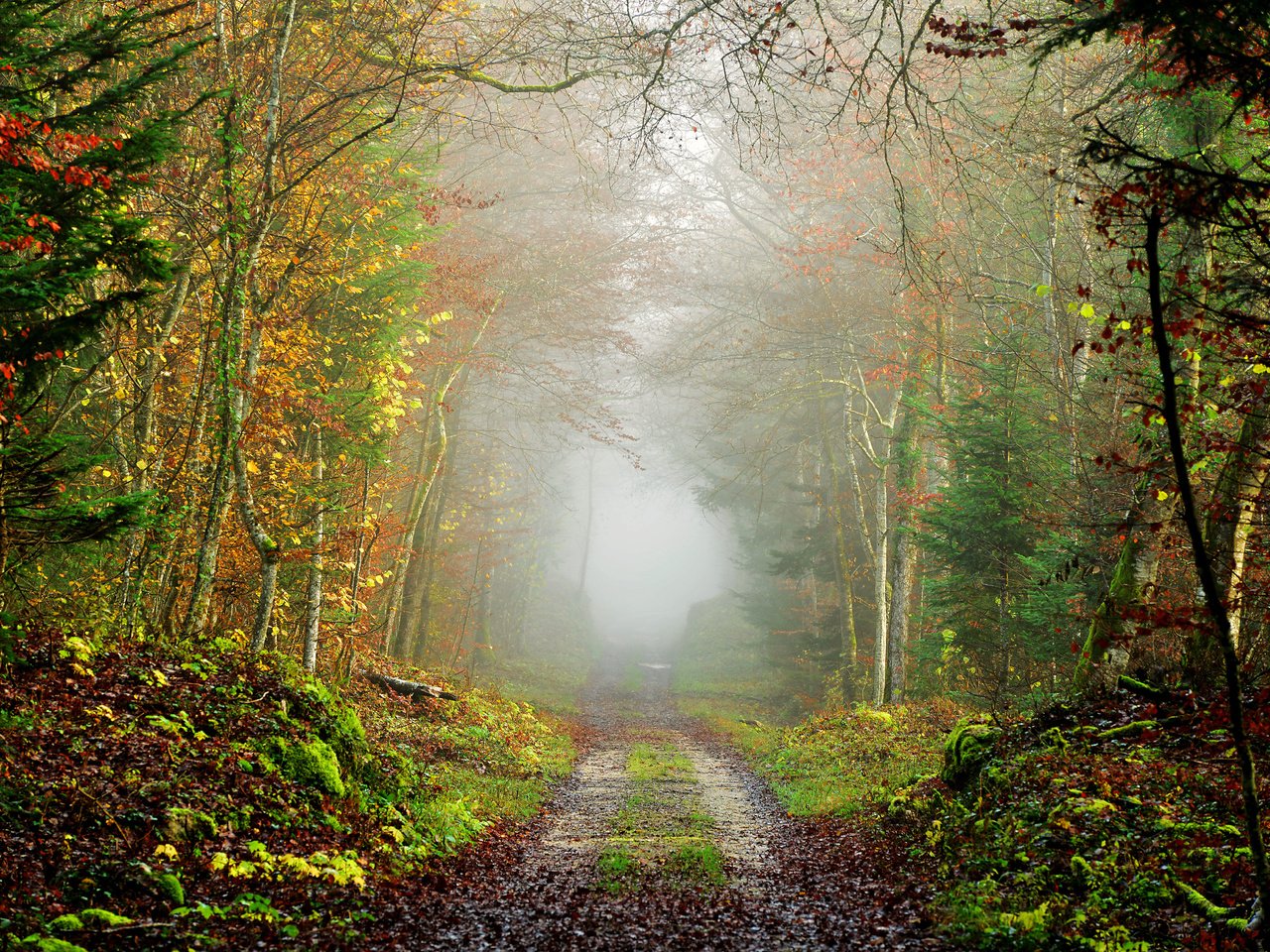 Обои дорога, природа, дерево, лес, пейзаж, туман, осень, road, nature, tree, forest, landscape, fog, autumn разрешение 7360x4912 Загрузить