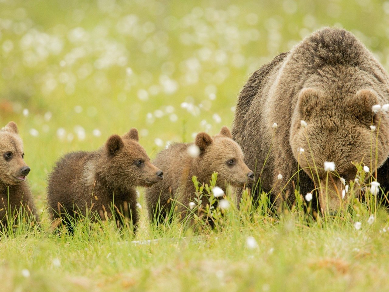 Обои трава, животные, медведь, луг, медвежата, бурые медведи, grass, animals, bear, meadow, bears, brown bears разрешение 2048x1099 Загрузить