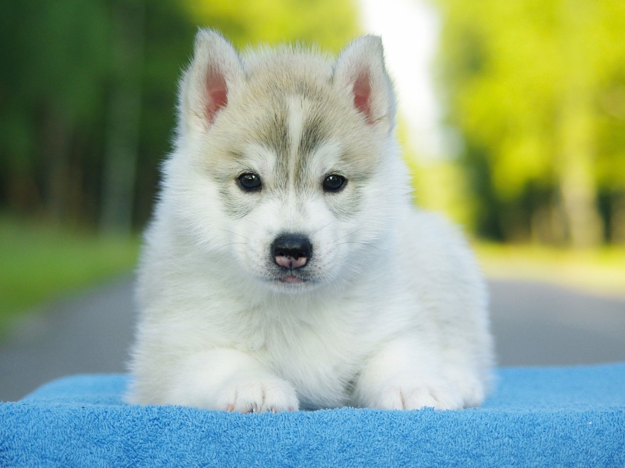 Обои собака, щенок, хаски, dog, puppy, husky разрешение 2880x1800 Загрузить