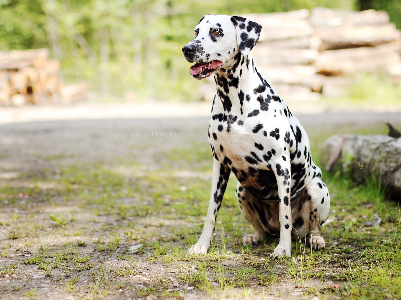 Обои трава, собака, далматин, grass, dog, dalmatian разрешение 3840x2400 Загрузить