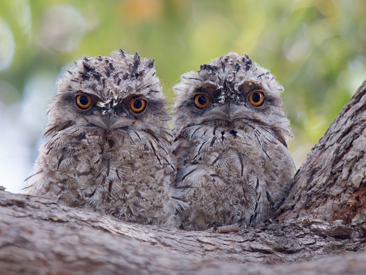 Обои дерево, птицы, кора, птенцы, совы, совята, tree, birds, bark, chicks, owls, owlets разрешение 2434x1691 Загрузить