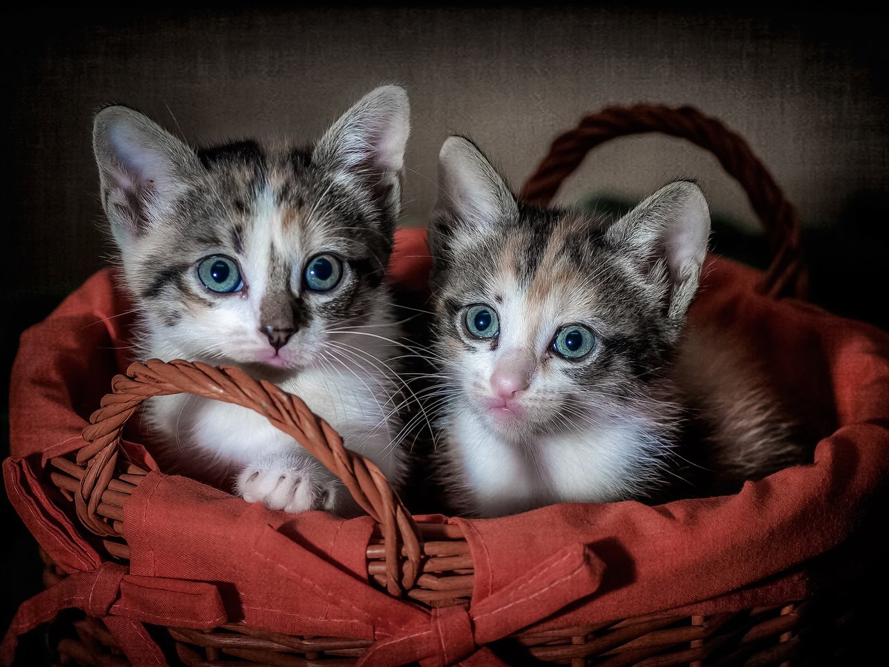 Обои глаза, взгляд, корзина, кошки, котята, eyes, look, basket, cats, kittens разрешение 3000x2045 Загрузить
