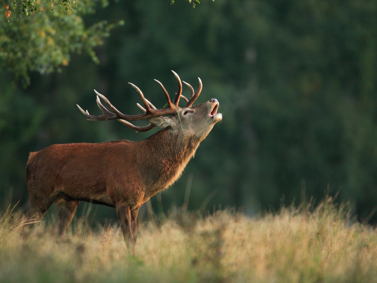 Обои природа, олень, фон, рога, благородный олень, марал, nature, deer, background, horns, red deer, maral разрешение 1920x1200 Загрузить