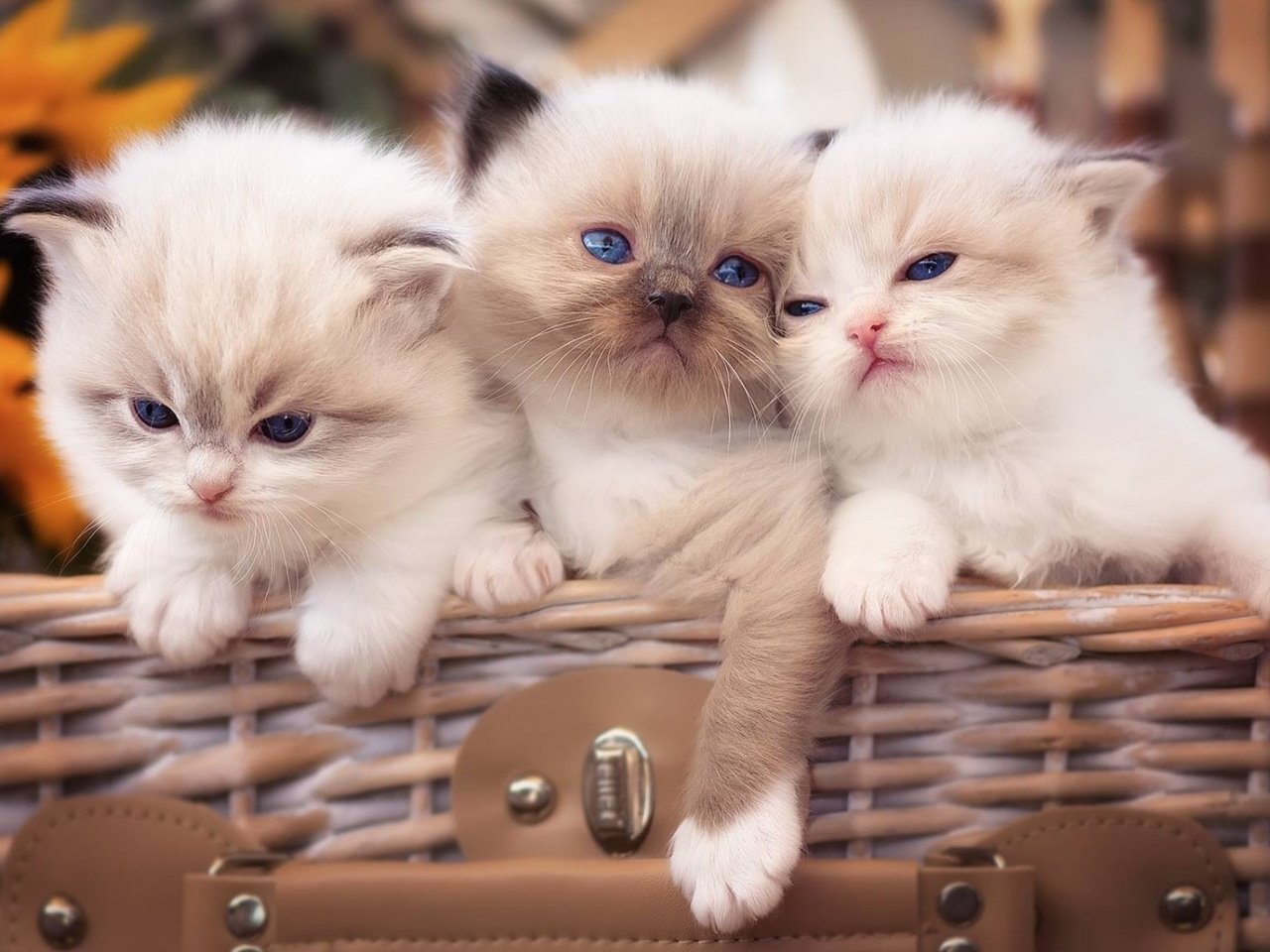 Обои кошки, малыши, котята, голубые глаза, рэгдолл, cats, kids, kittens, blue eyes, ragdoll разрешение 1920x1080 Загрузить
