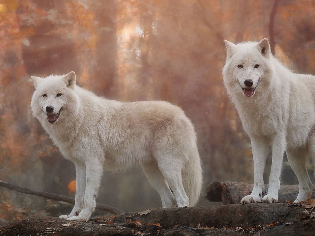 Волки белые в Ставропольском крае