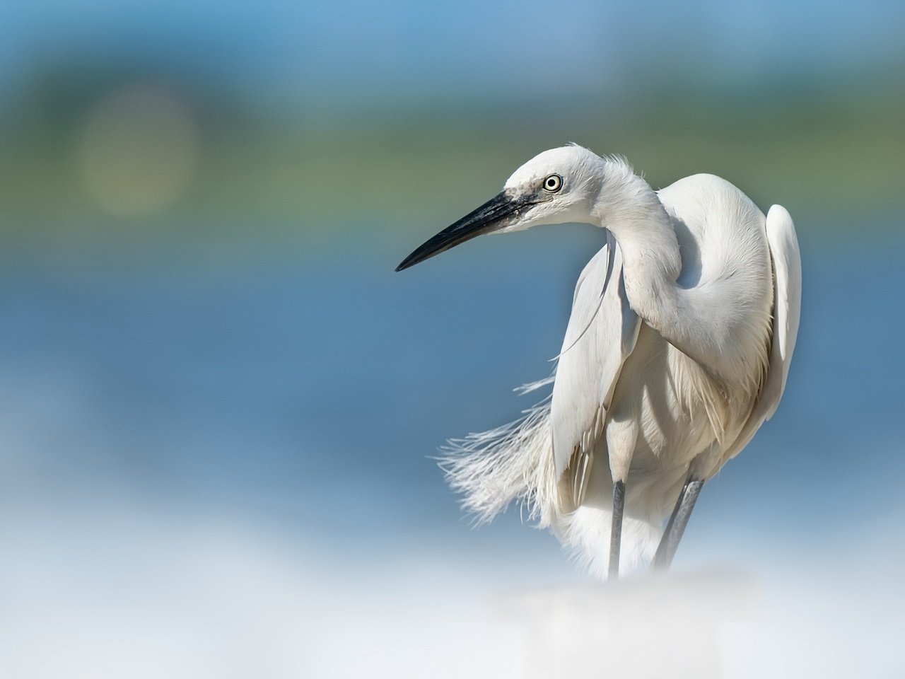 Обои птица, клюв, перья, цапля, белая цапля, bird, beak, feathers, heron, white egret разрешение 1920x1280 Загрузить