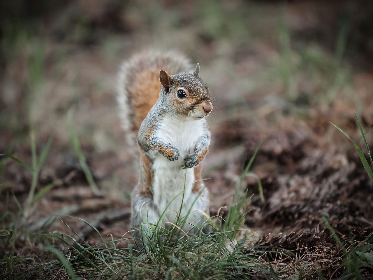 Обои трава, животное, белка, зверек, хвост, белочка, грызун, grass, animal, protein, tail, squirrel, rodent разрешение 2048x1365 Загрузить