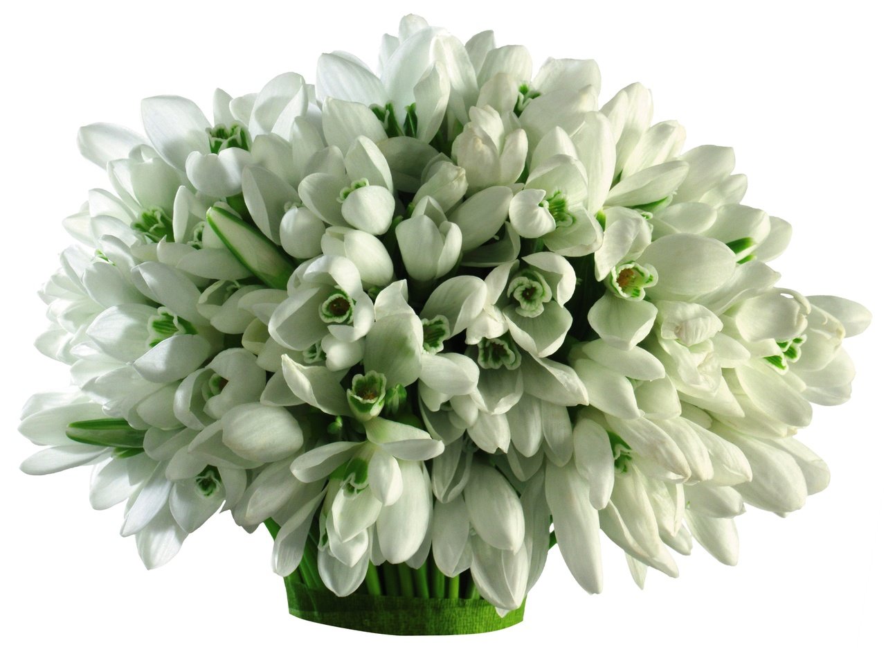 Обои цветы, весна, букет, белые, подснежники, flowers, spring, bouquet, white, snowdrops разрешение 3300x2400 Загрузить