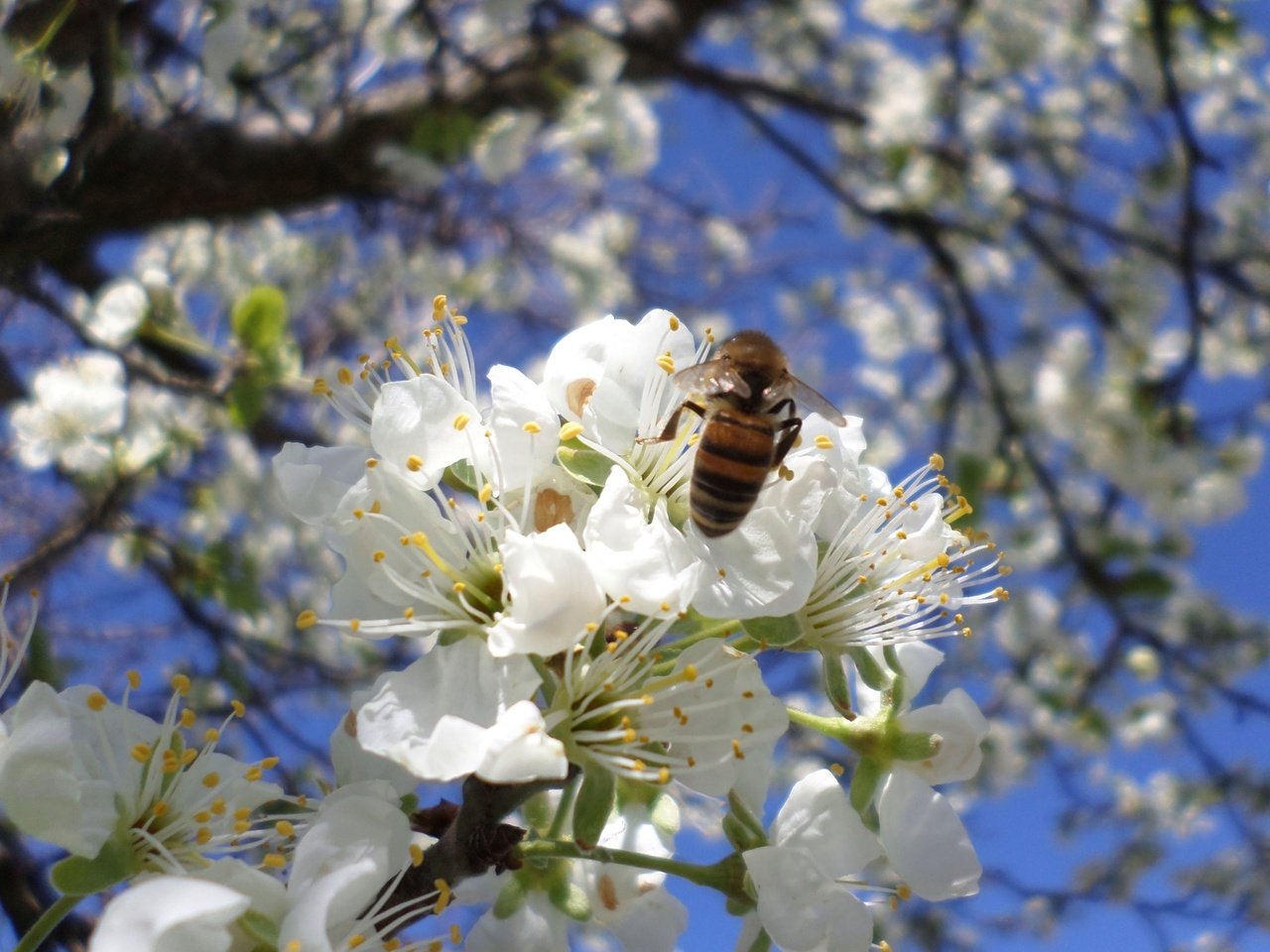 Обои цветение, пчела, слива, апрель, flowering, bee, drain, april разрешение 2560x1600 Загрузить