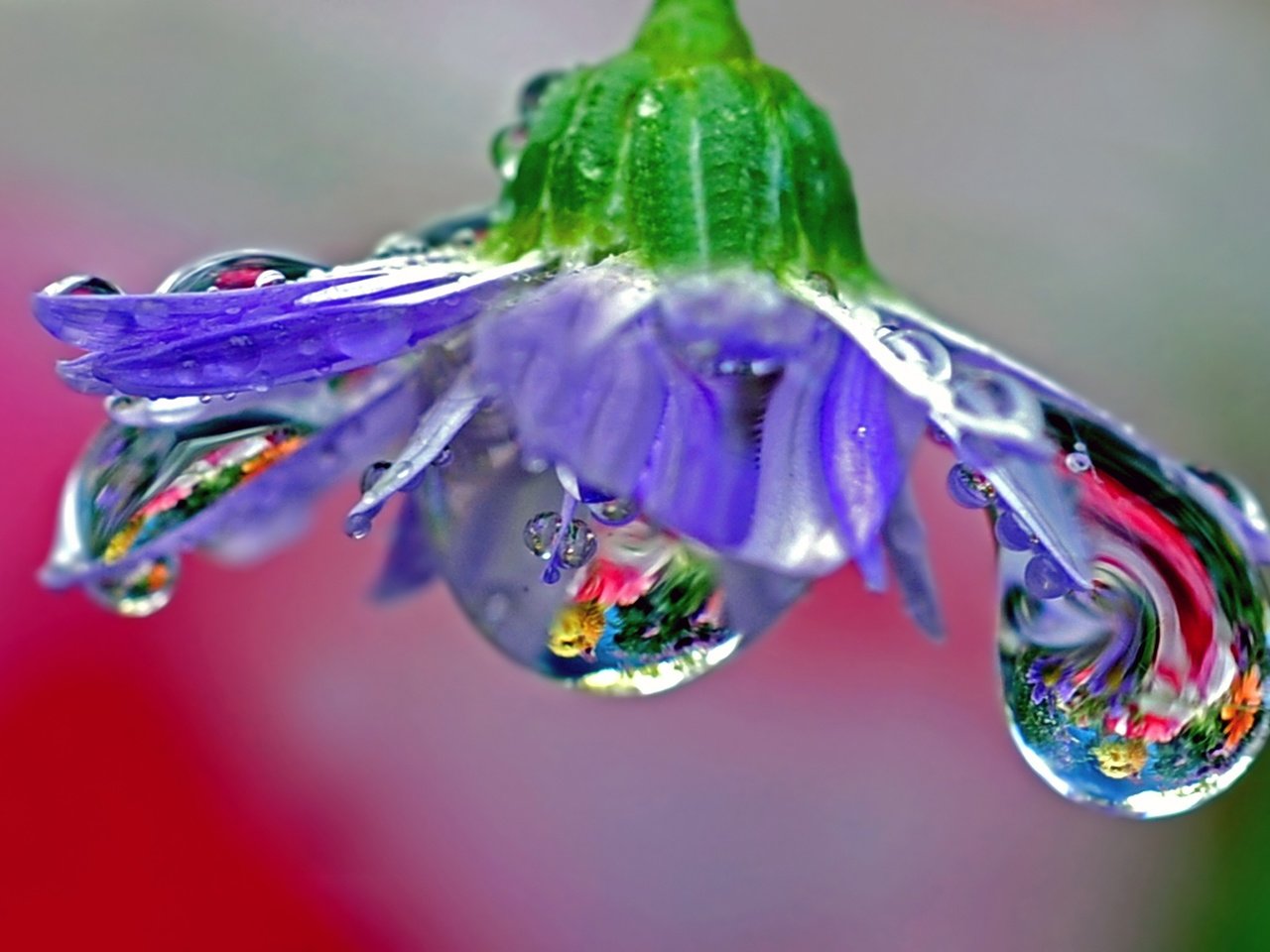 Обои макро, отражение, цветок, роса, лепестки, голубой, macro, reflection, flower, rosa, petals, blue разрешение 2560x1600 Загрузить