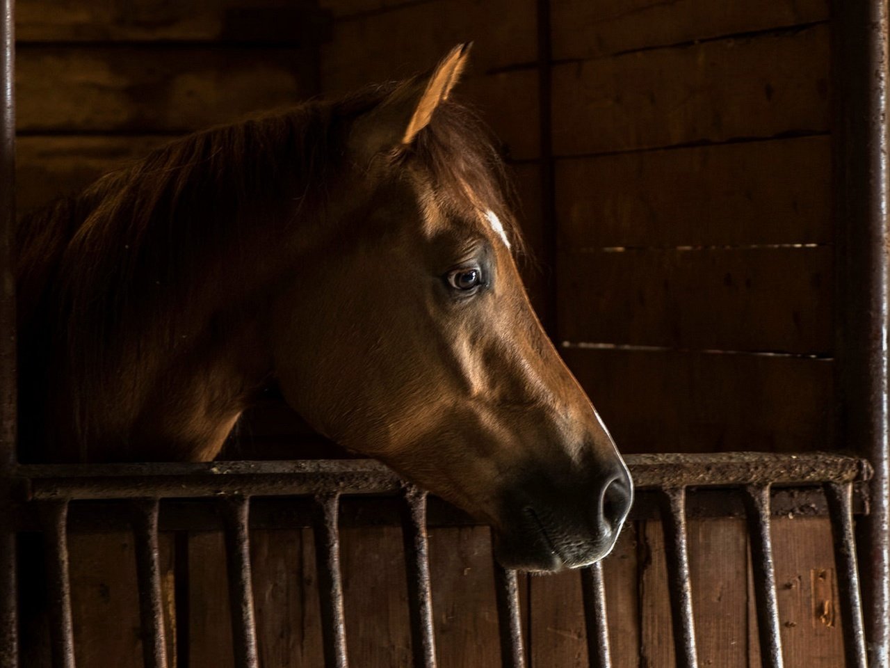 Обои лошадь, фон, конь, грива, стойло, horse, background, mane, stall разрешение 2435x1088 Загрузить