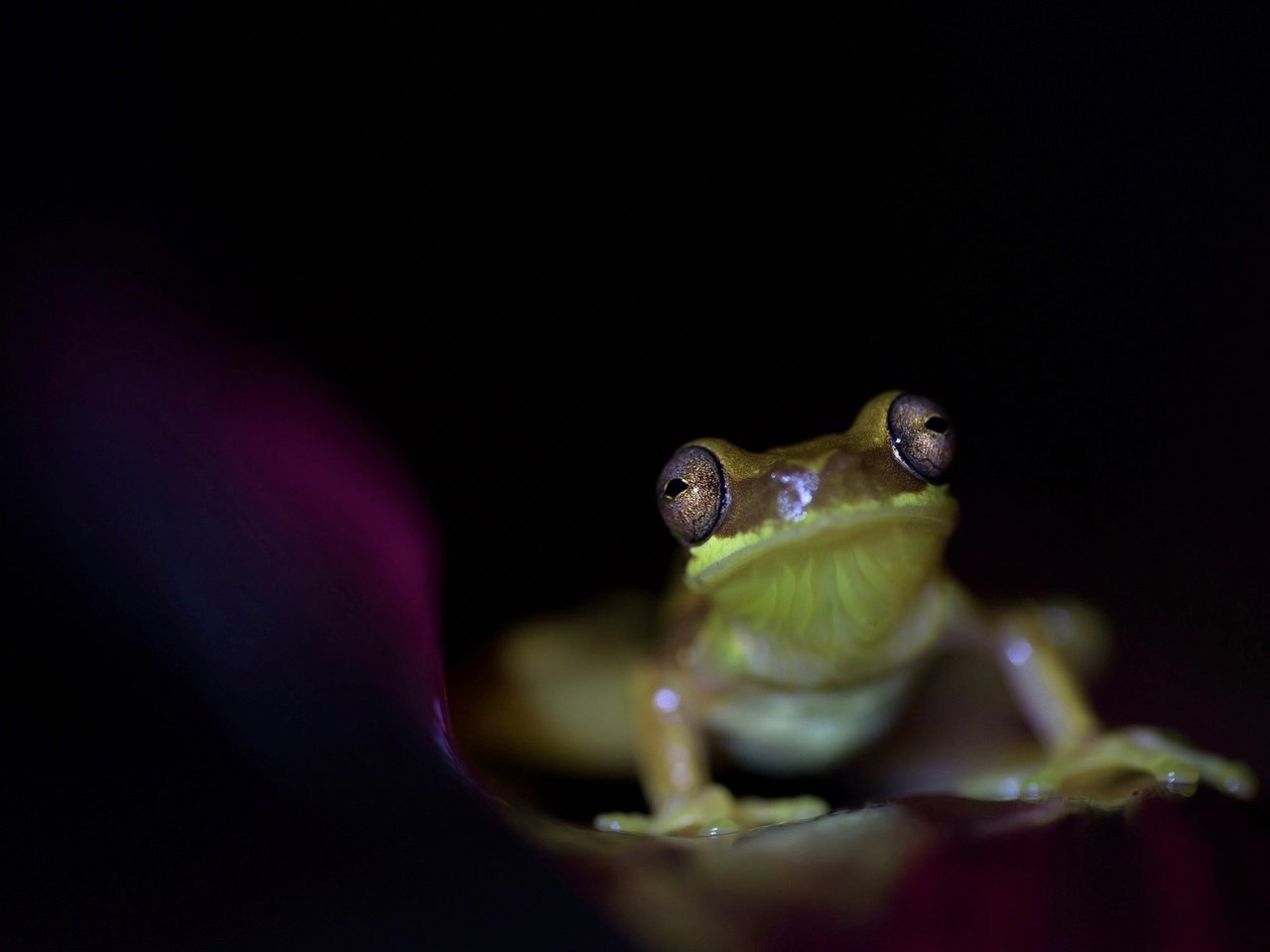 Обои глаза, лягушка, черный фон, животное, земноводное, eyes, frog, black background, animal, amphibian разрешение 2048x1275 Загрузить