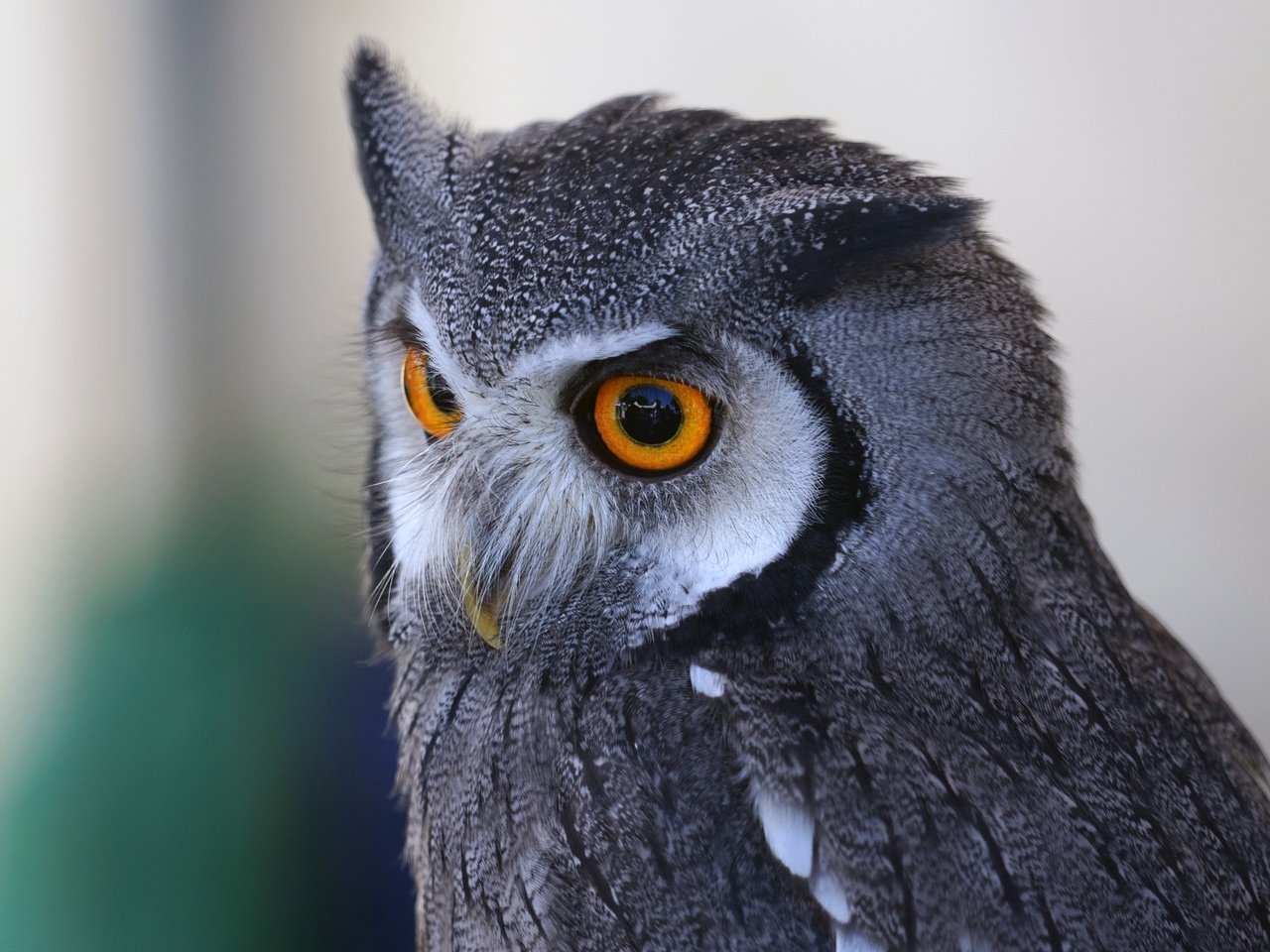 Обои глаза, сова, хищник, птица, клюв, перья, eyes, owl, predator, bird, beak, feathers разрешение 3840x2160 Загрузить