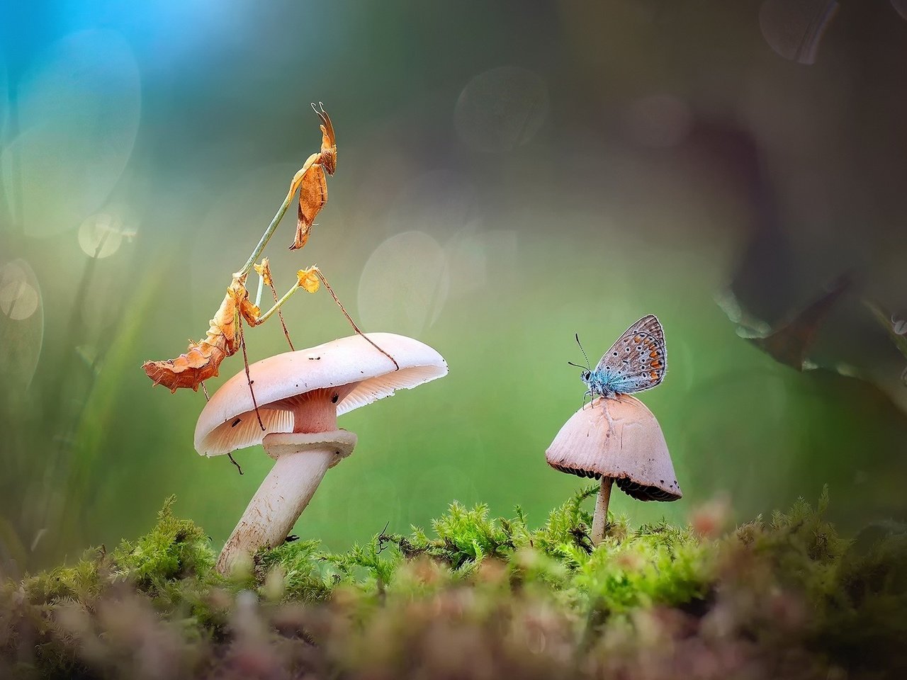 Обои лес, бабочка, гриб, богомол, forest, butterfly, mushroom, mantis разрешение 1920x1200 Загрузить