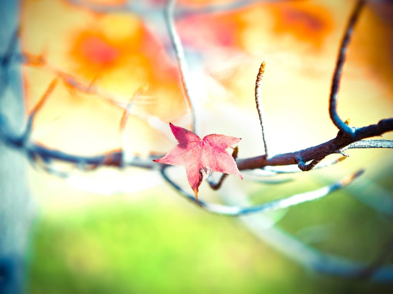 Обои ветка, дерево, листья, фон, осень, размытость, branch, tree, leaves, background, autumn, blur разрешение 1920x1200 Загрузить